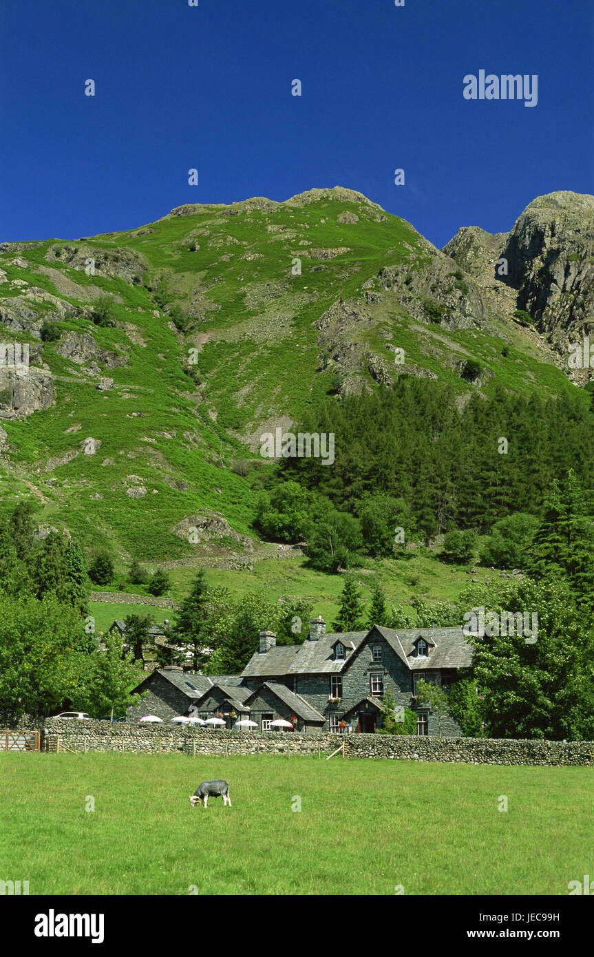 Great Britain, England, Cumbria, brine District, Great Langdale, hotel, Cumbrian Mountains, Europe, mountains, hills, meadows, green, trees, rurally, remotely, hotel building, building, house, architecture, defensive wall, stone defensive wall, cow, graze, deserted, Stock Photo