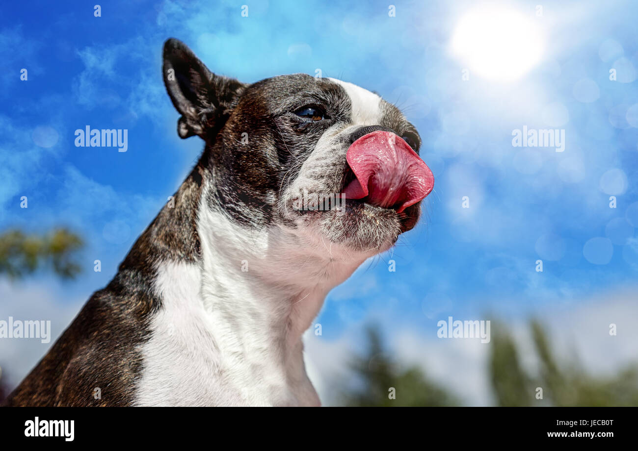 Boston Terrier Licking Chops On A Sunny Day, Color Image, Day Stock Photo