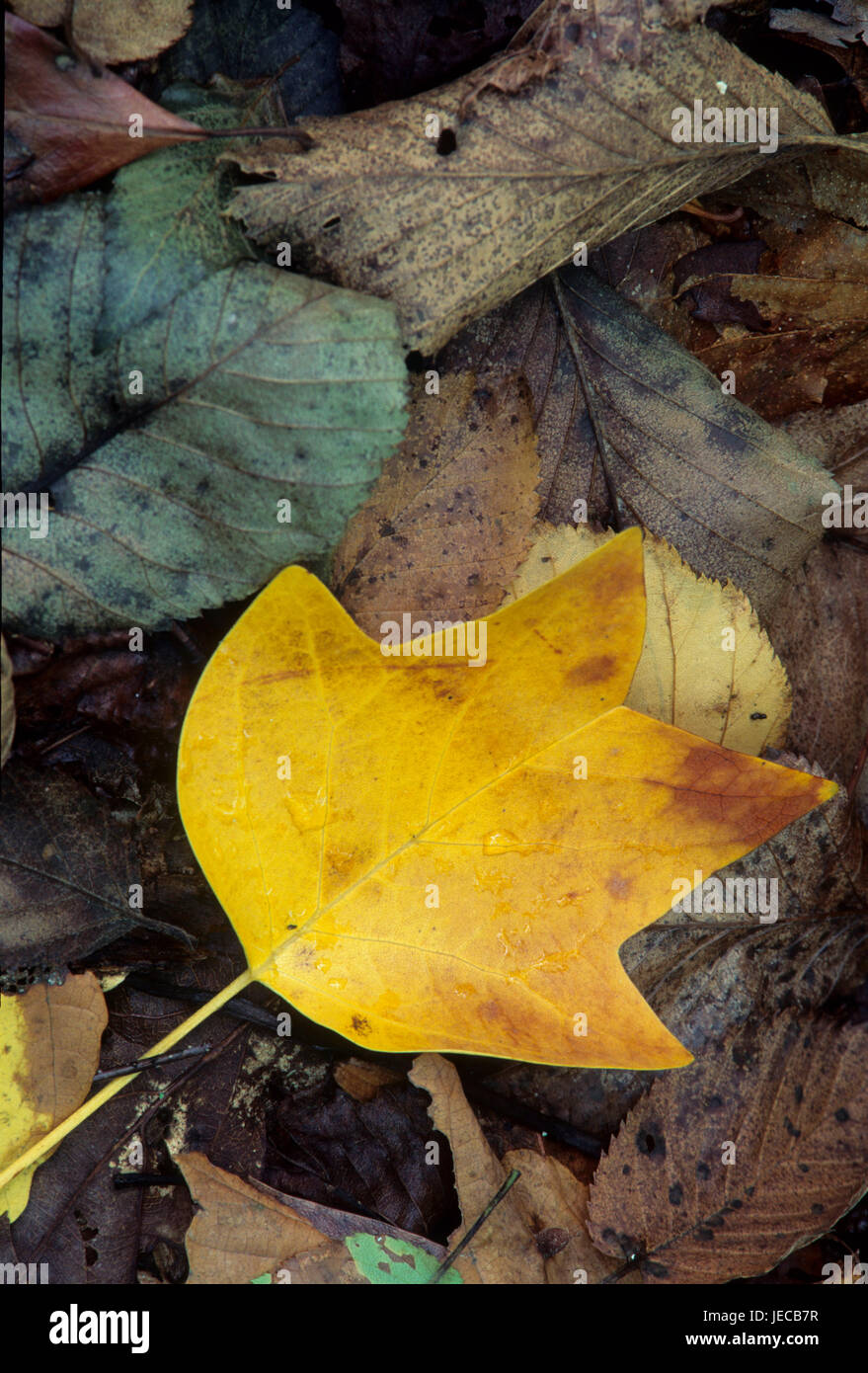 Tulip tree (aka Tulip poplarLiriodendron tulipifera) leaf, Devils Den