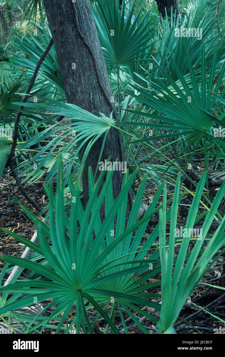 Eldora florida hires stock photography and images Alamy