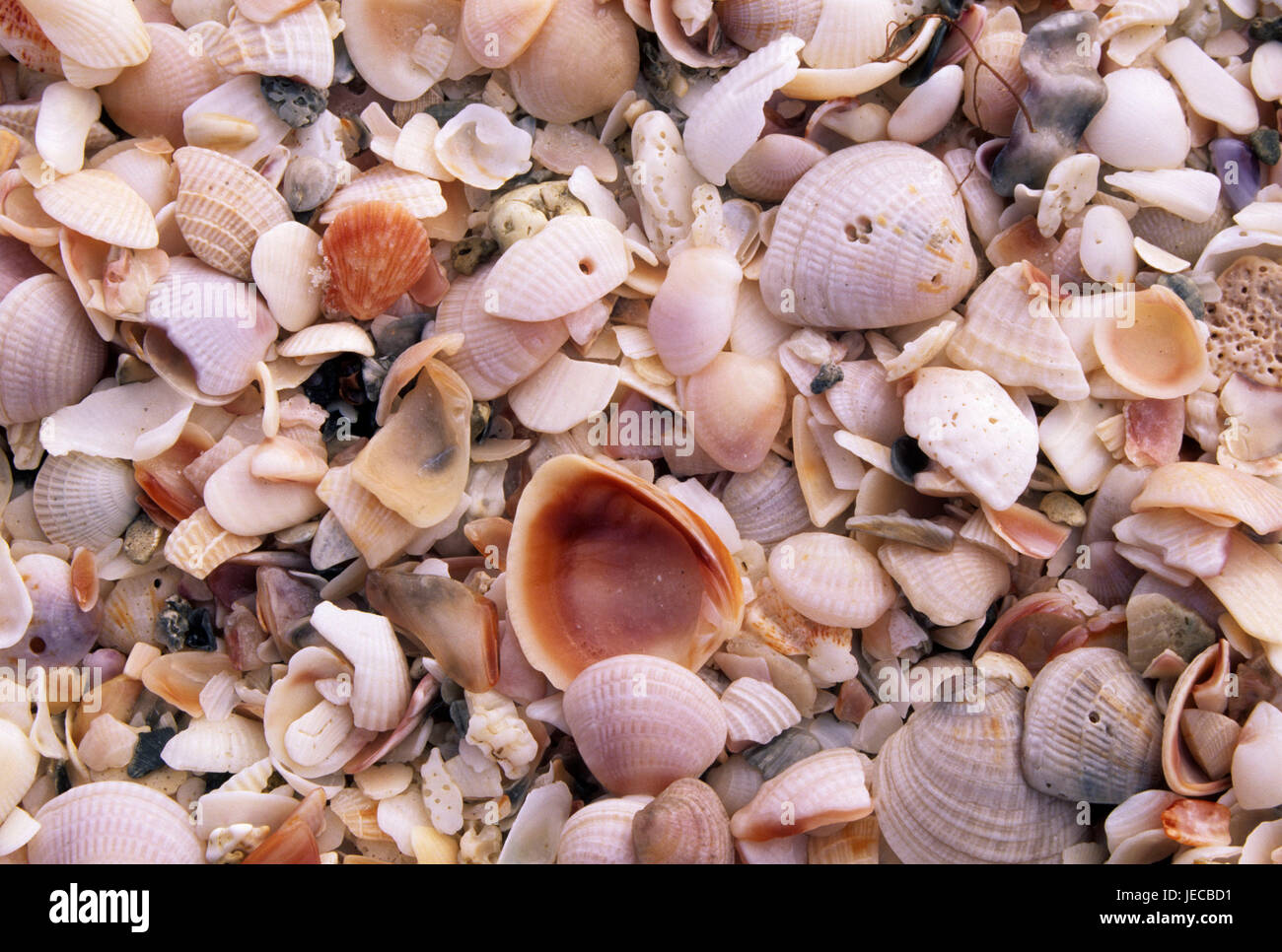 Clam Pass Beach Naples Shells Naples Grande Beach Resort | Clam Pass