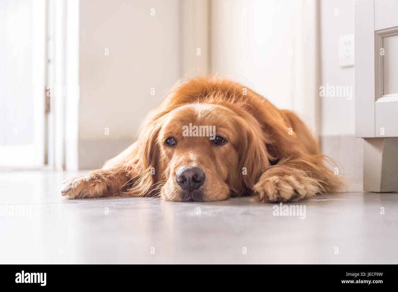 Golden Retriever to lie on the ground Stock Photo - Alamy