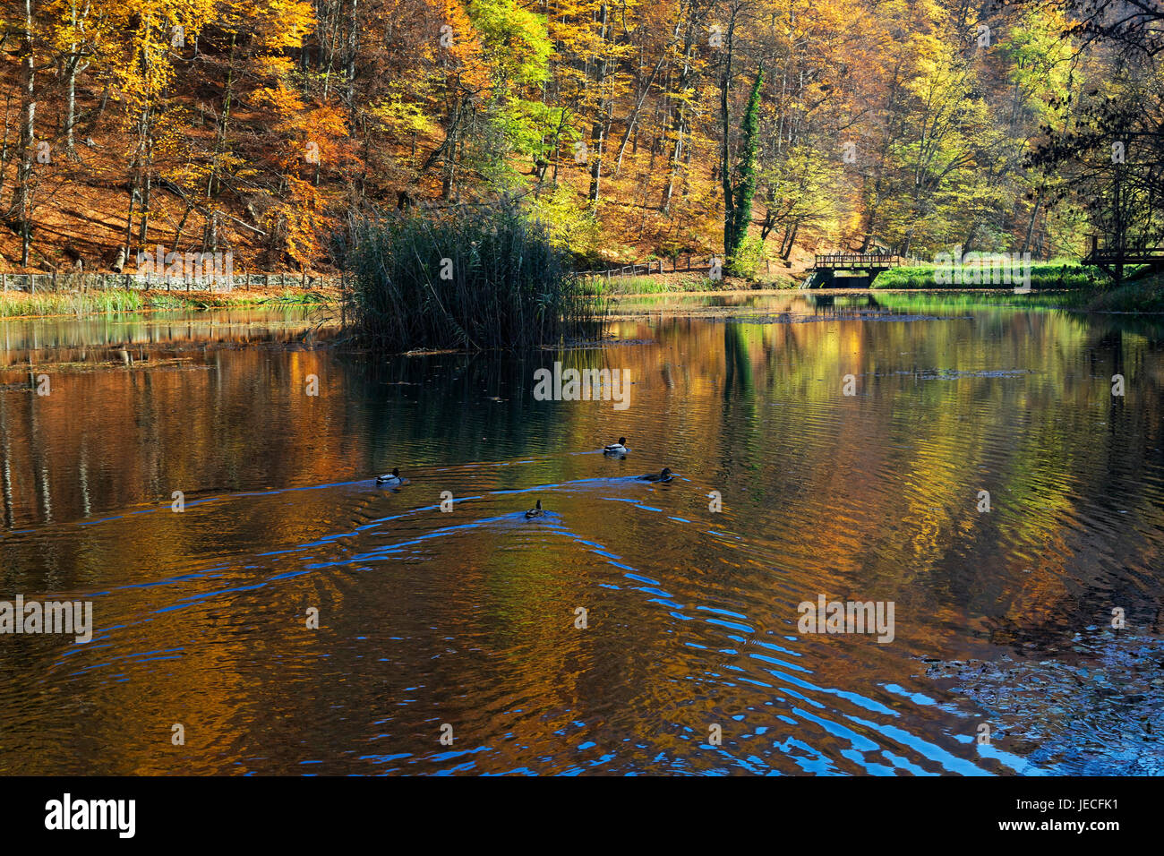 Jankovac Nature Park, Croatia Stock Photo