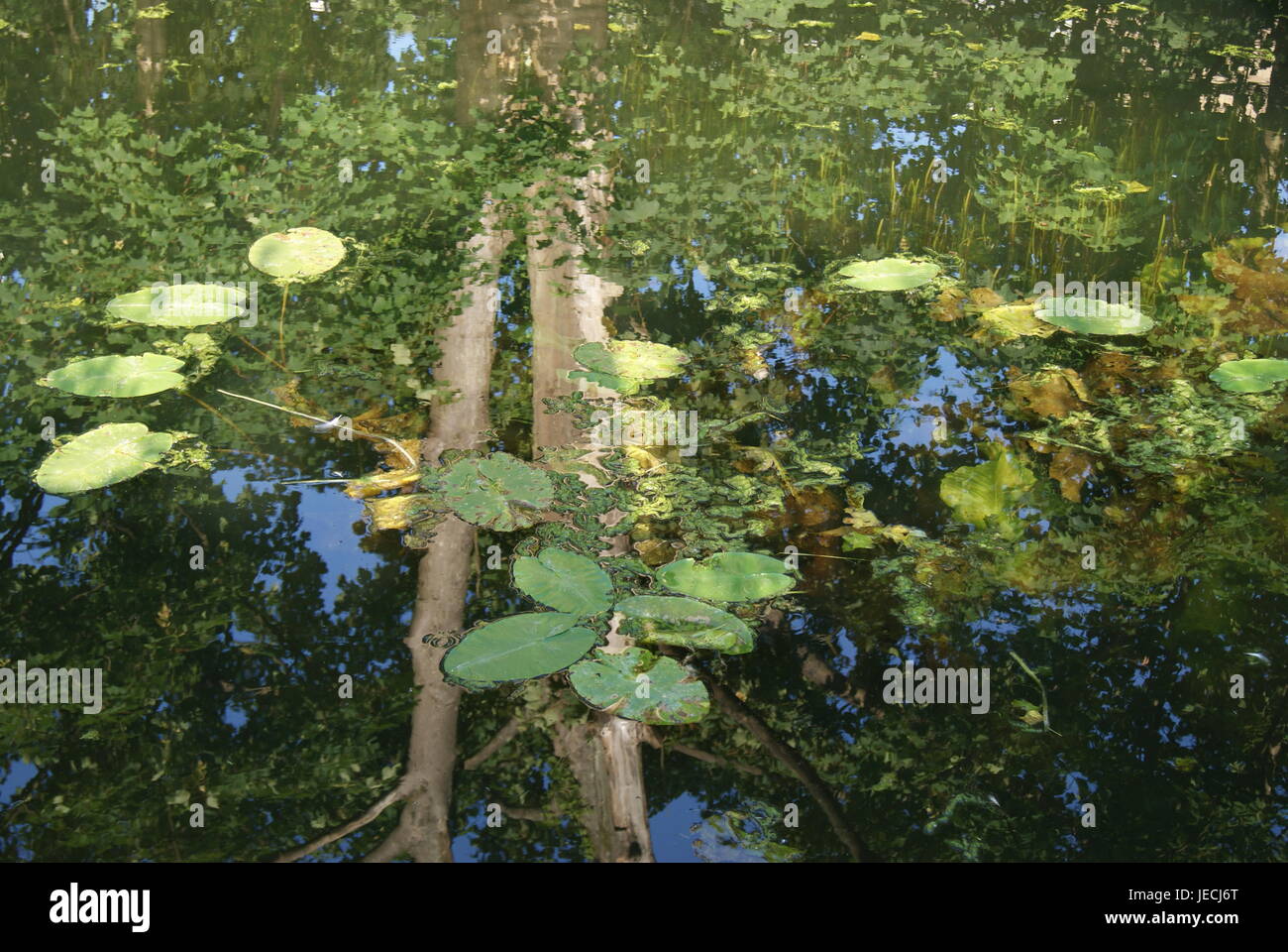 Monet Inspired Water Lilies and Reflections in the River Stock Photo