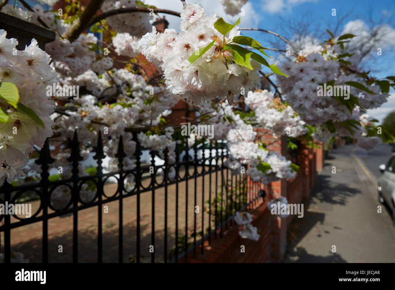 Lingfield Road, London, UK Stock Photo Alamy