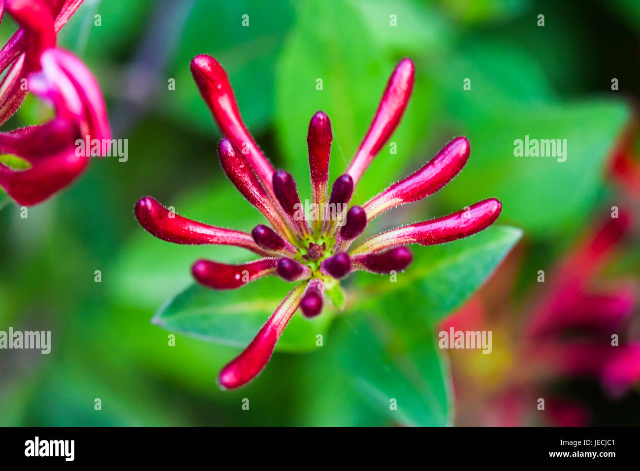 Lonicera periclymenum flower blooming in garden, summer time. Stock Photo