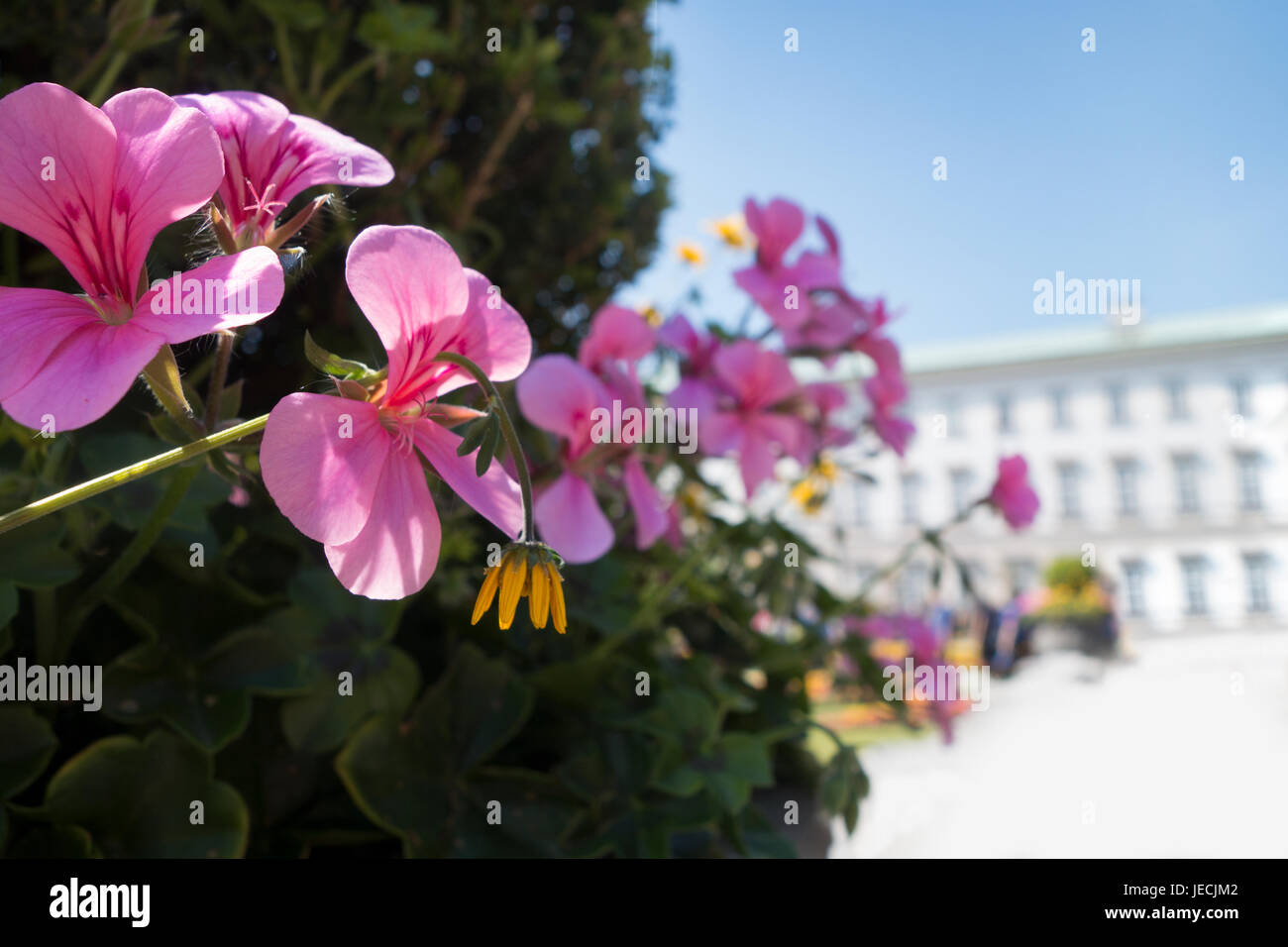 sunny day pink flowers with building in background Stock Photo