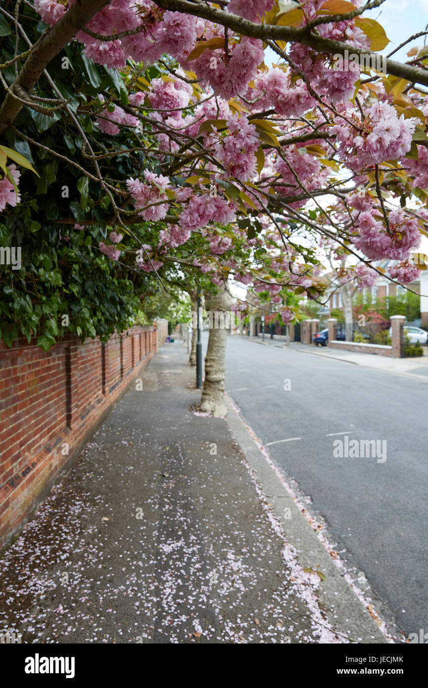 Parkside Gardens, London, UK Stock Photo Alamy