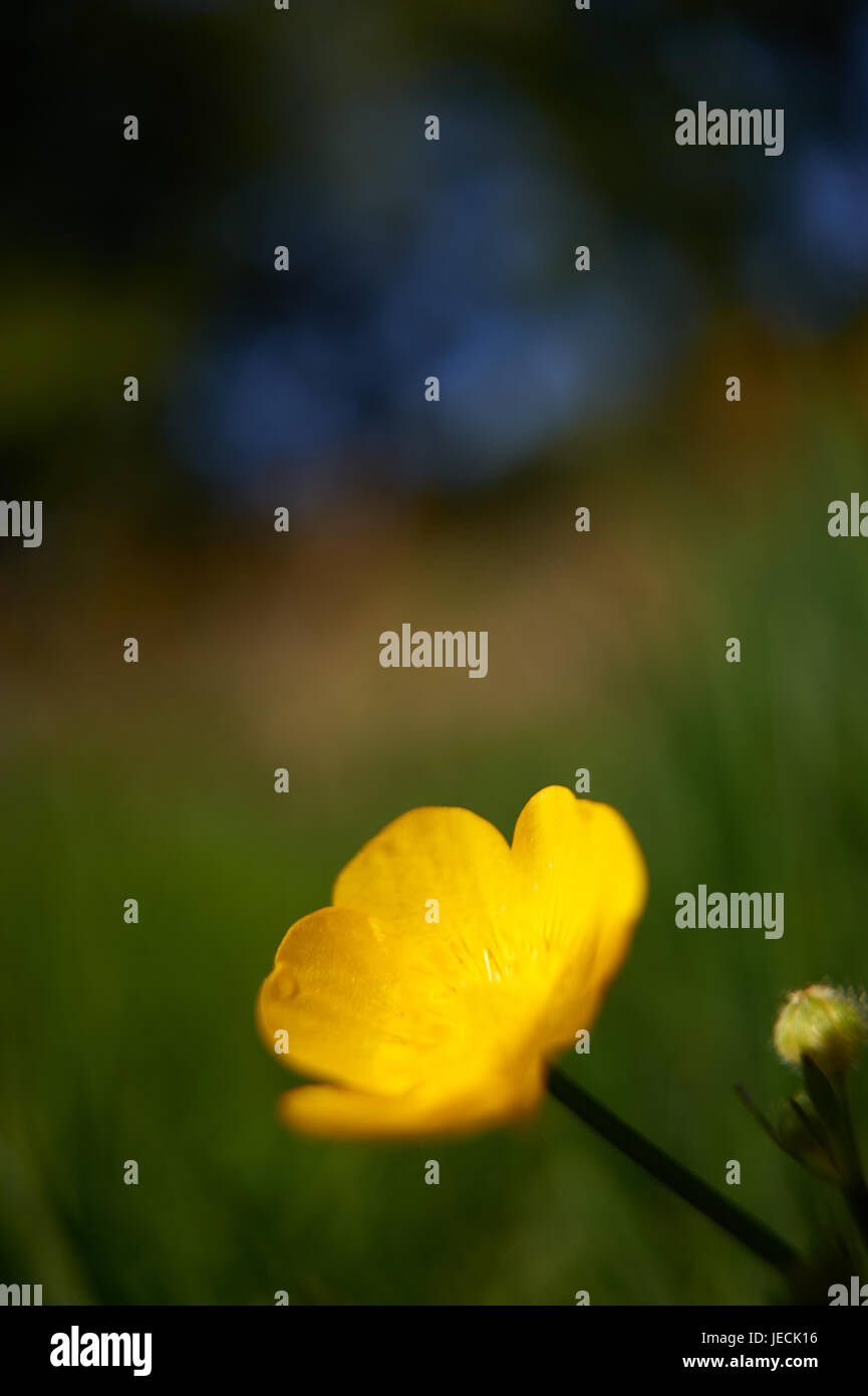 Creeping buttercup hi-res stock photography and images - Alamy