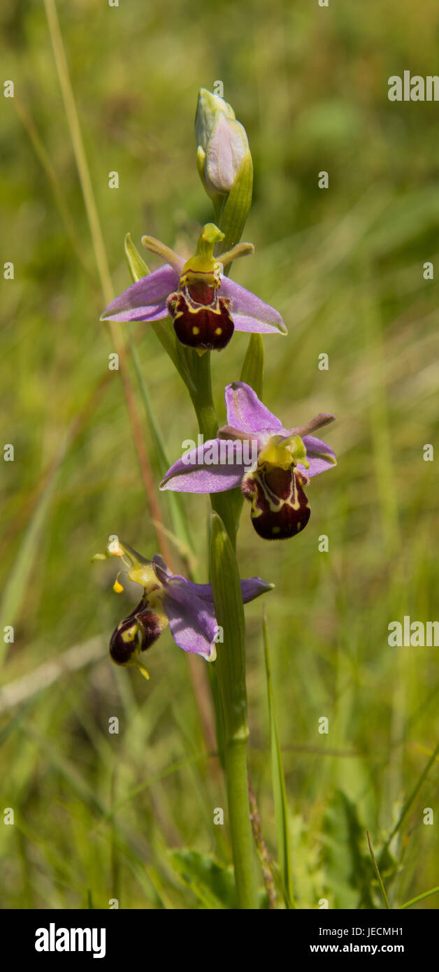 Bee Orchid, Swillington, West Yorkshire Stock Photo