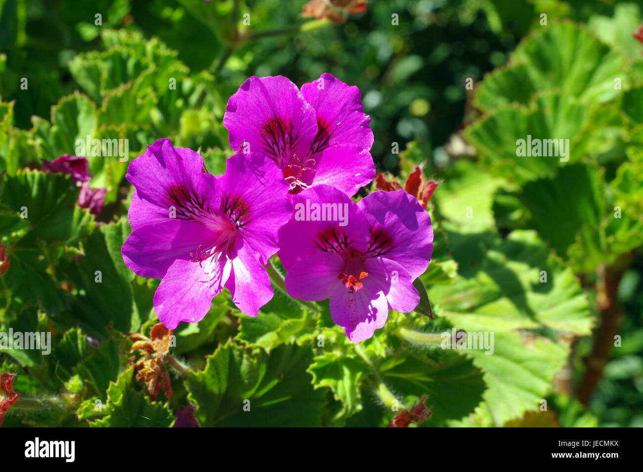 pelargonium leaf hi-res stock photography and images - page 21 - alamy