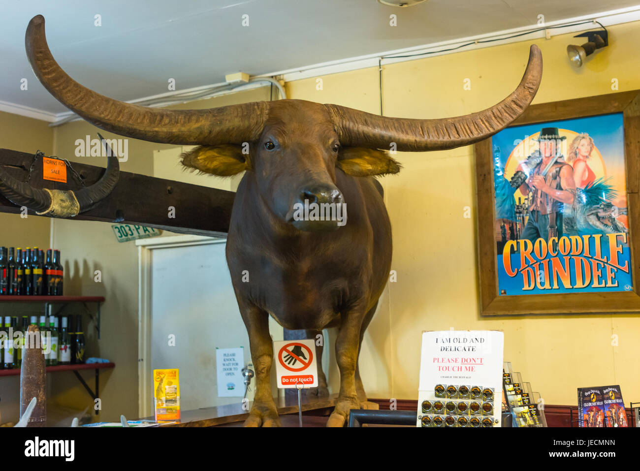 Charlie the Buffalo from the Film Crocodile Dundee, on display at Adeliade River Inn pub, Northern Territory, Australia Stock Photo