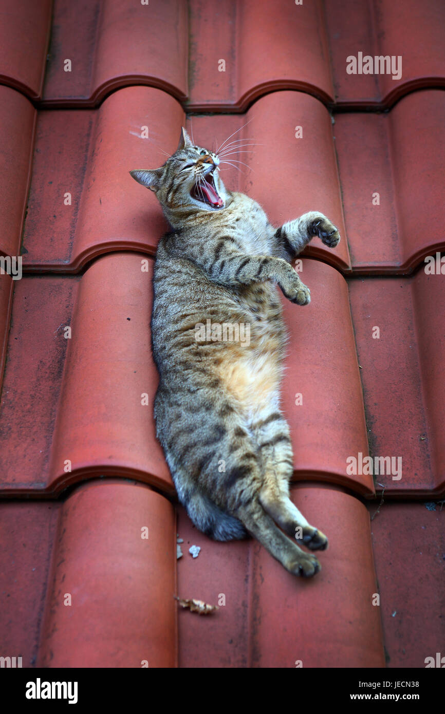 Domestic cat lying on a terracotta tiled roof. Stock Photo
