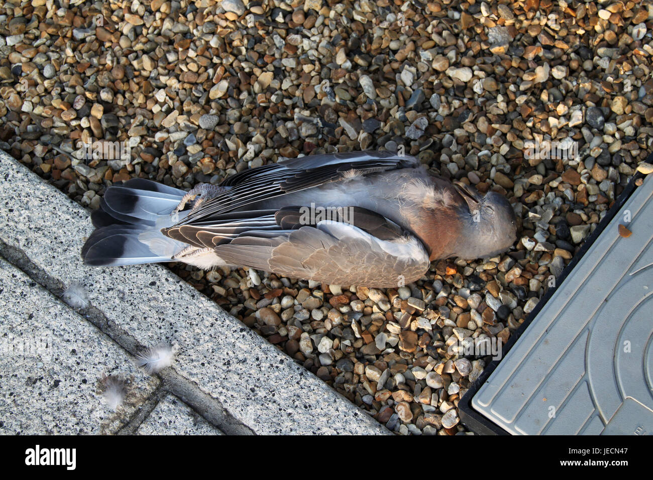 Dead pigeon lying on the ground Stock Photo