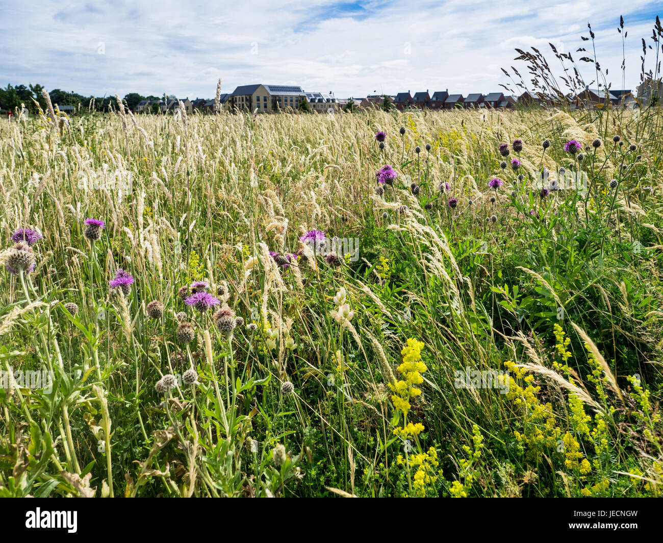 Trumpington Meadows, a new Country Park and housing development on the outskirts of Cambridge UK Stock Photo