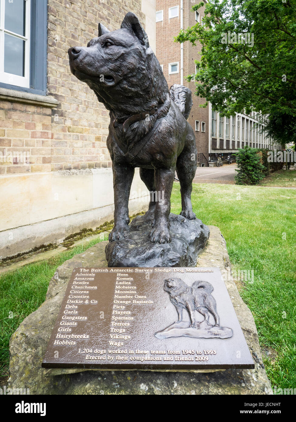 Polar Expedition Sled Dog Memorial Statue at the Scott Polar Research Institute in Cambridge, part of the University of Cambridge Stock Photo