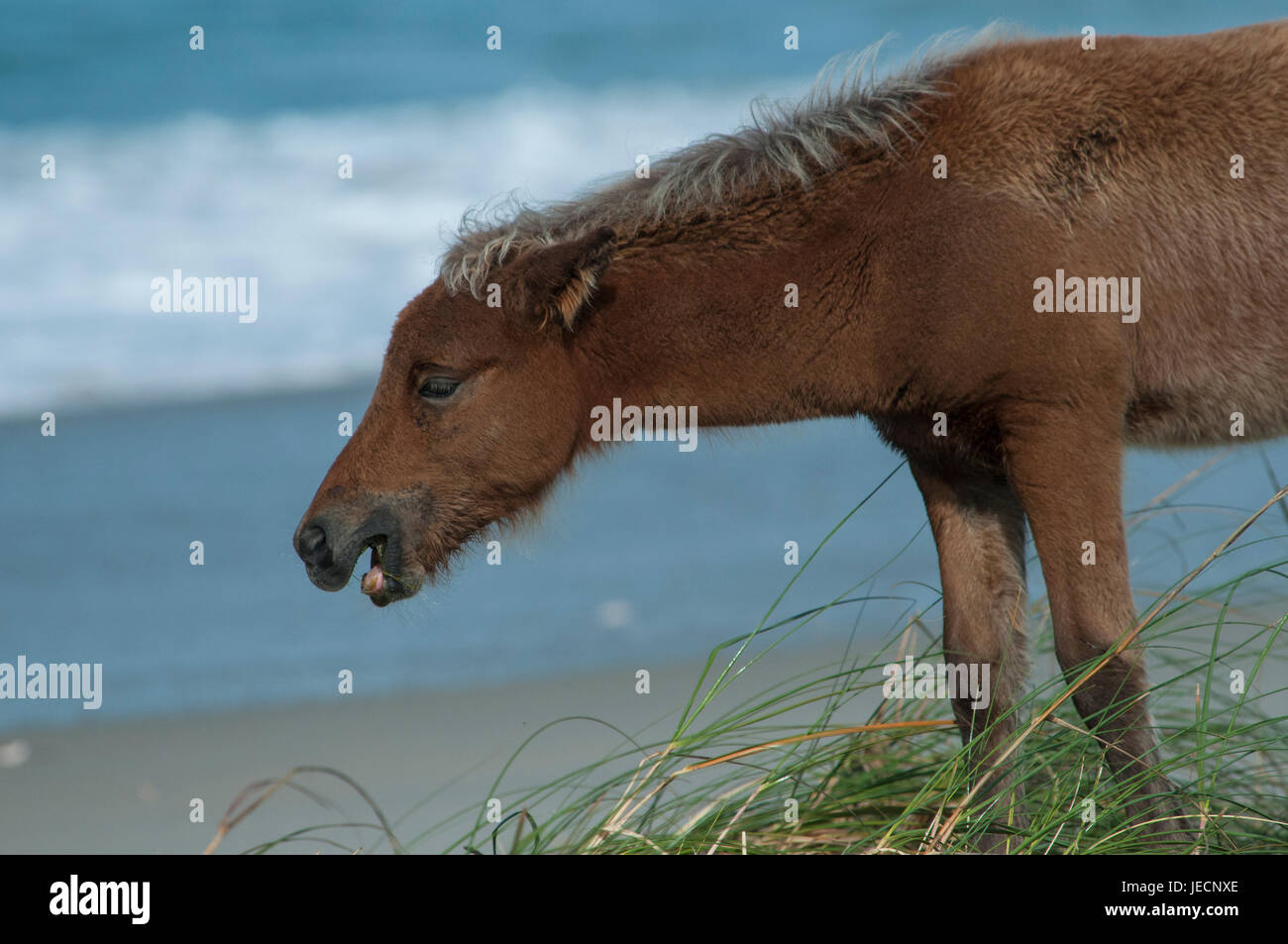 A young wild horse brays next to the surf on the beach of Harkers