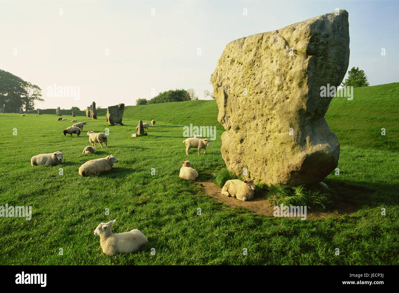 Great Britain, England, Wiltshire, Avebury, stone circle, sheep, Europe, south narrow country, place of interest, monument, stone circle attachment, landmark, cult site, cult attachment, historically, stone blocks, Megalithe, monoliths, array, mysteriously, mysteriously, mystically, prehistorically, cult, culture, occultism, spirituality, past, UNESCO-world cultural heritage, summer, destination, tourism, pasture, meadow, animals, graze, Stock Photo