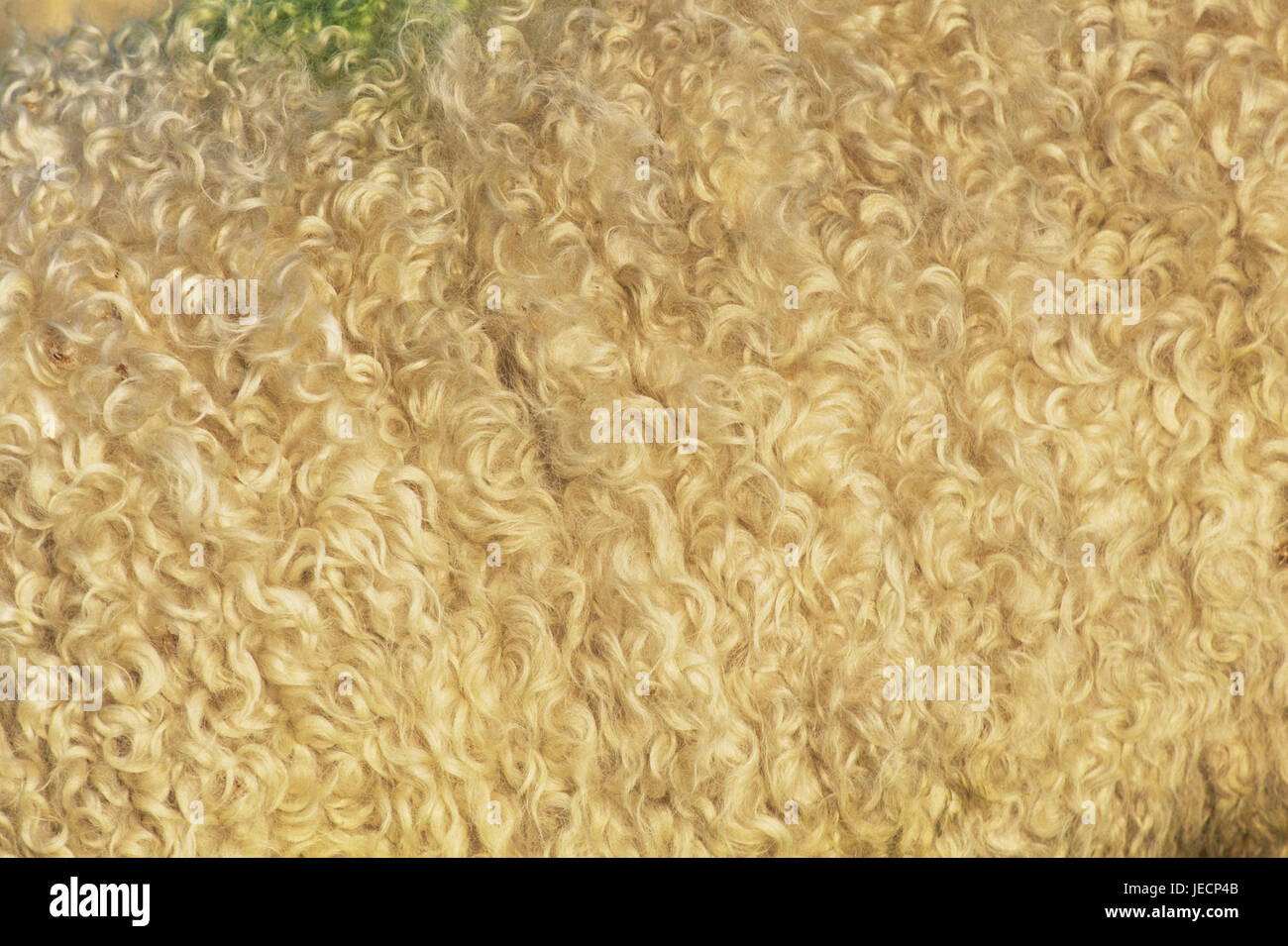Sheep's wool, close up, agriculture, cattle economy, animal, mammal, benefit animal, cattle breeding, stockbreeding, Schafrasse, Ovis, sheep, wool, fur, natural product, background, copy space, Stock Photo