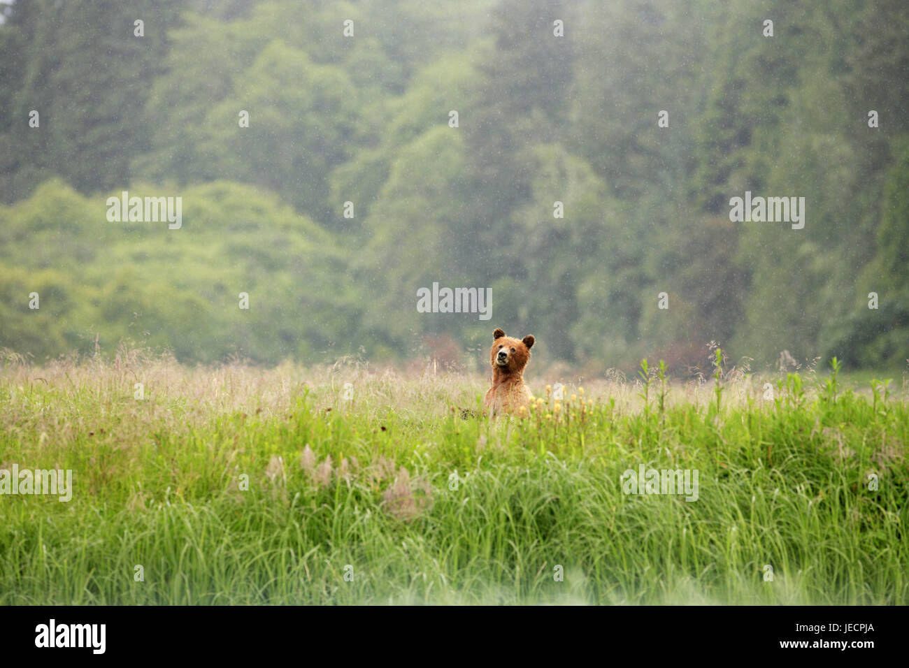 Canada, British Columbia, 'Great Bear Rainforest', brown bear, Ursus arctos, grass, Stock Photo