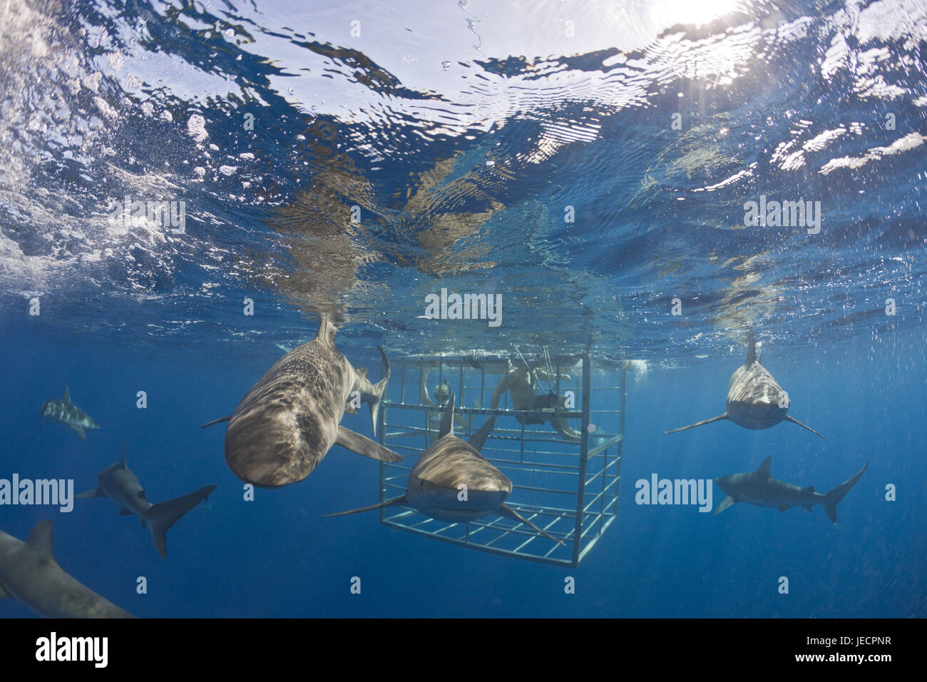 Shark card cages hi-res stock photography and images - Alamy