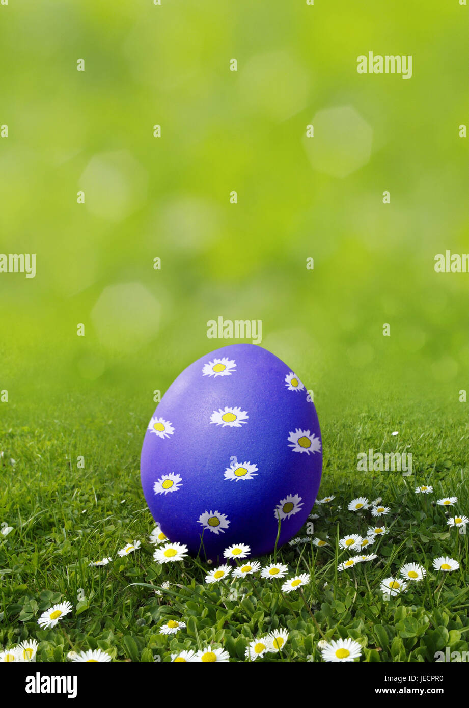 Easter, meadow, daisy, Easter egg, blue, paints, blossoms, egg search, [M], grass, flower meadow, spring meadow, flowers, little flowers, culture, feast, Easter feast, Easter time, Easter traditions, tradition, österlich, egg, Hühnerei, one, individually, tintedly, brightly, sample, flowers, little flowers, Blümchenmuster, sweetly, Easter motif, season, icon, spring, Easter Sunday, childhood, Easter egg hunt, Easter hiding place, Stock Photo