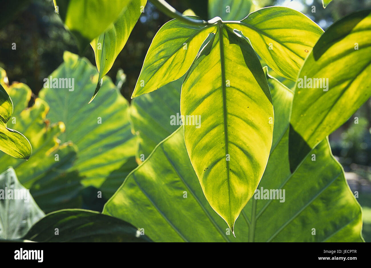 Guatemala, Antigua Guatemala, rainforest, plant leaves, Central America