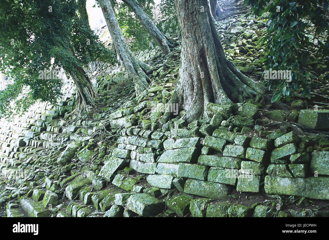 Honduras, Copan, temple, ruin, trunks, detail, Central America, Latin America, destination, place of interest, culture, to cultural rice, remains, Maya, Maya's site, excavations, UNESCO-world cultural heritage, architecture, outside, deserted, red bricks, plants, roots, primeval forest, Stock Photo