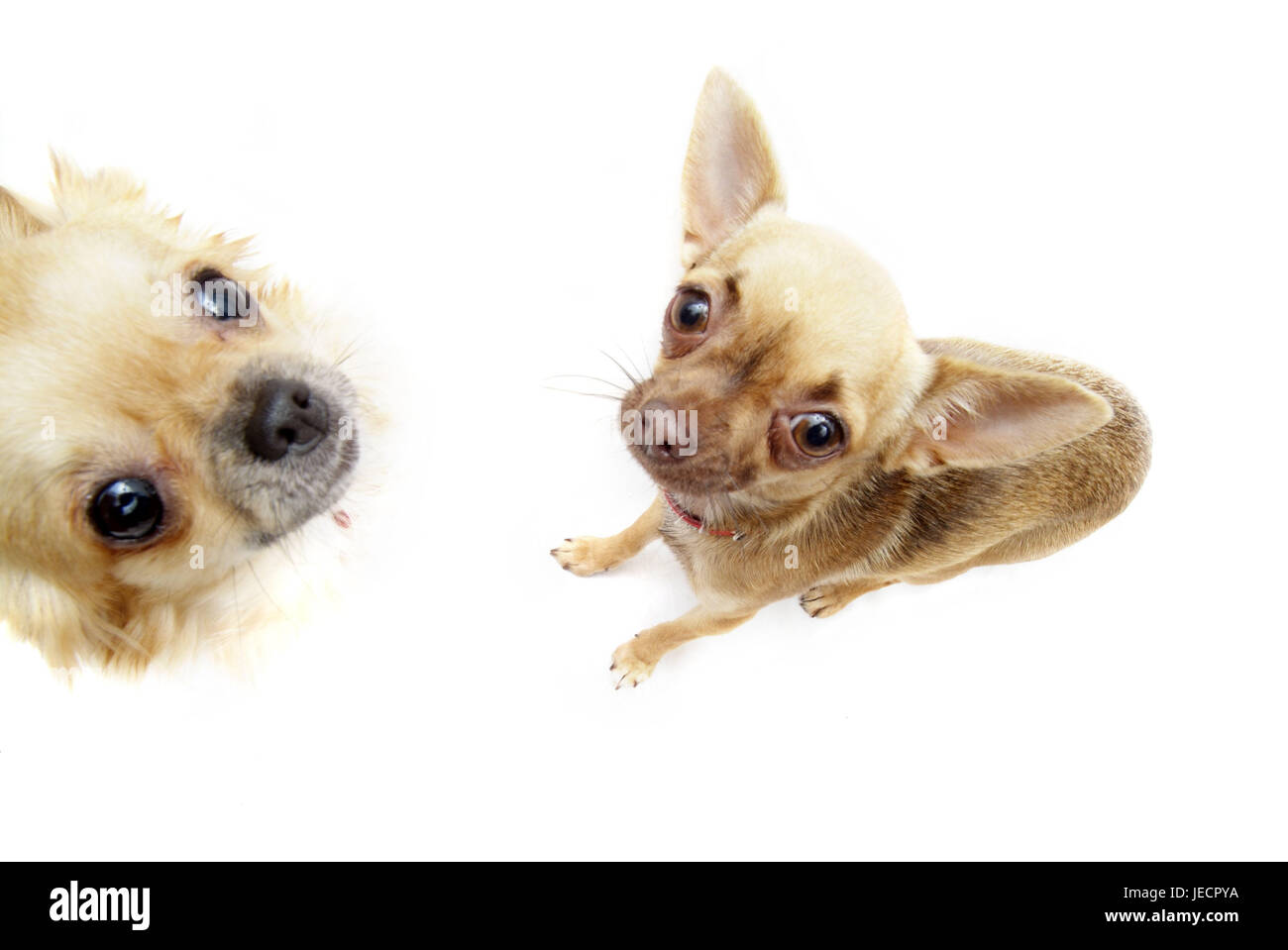 long haired lap dogs