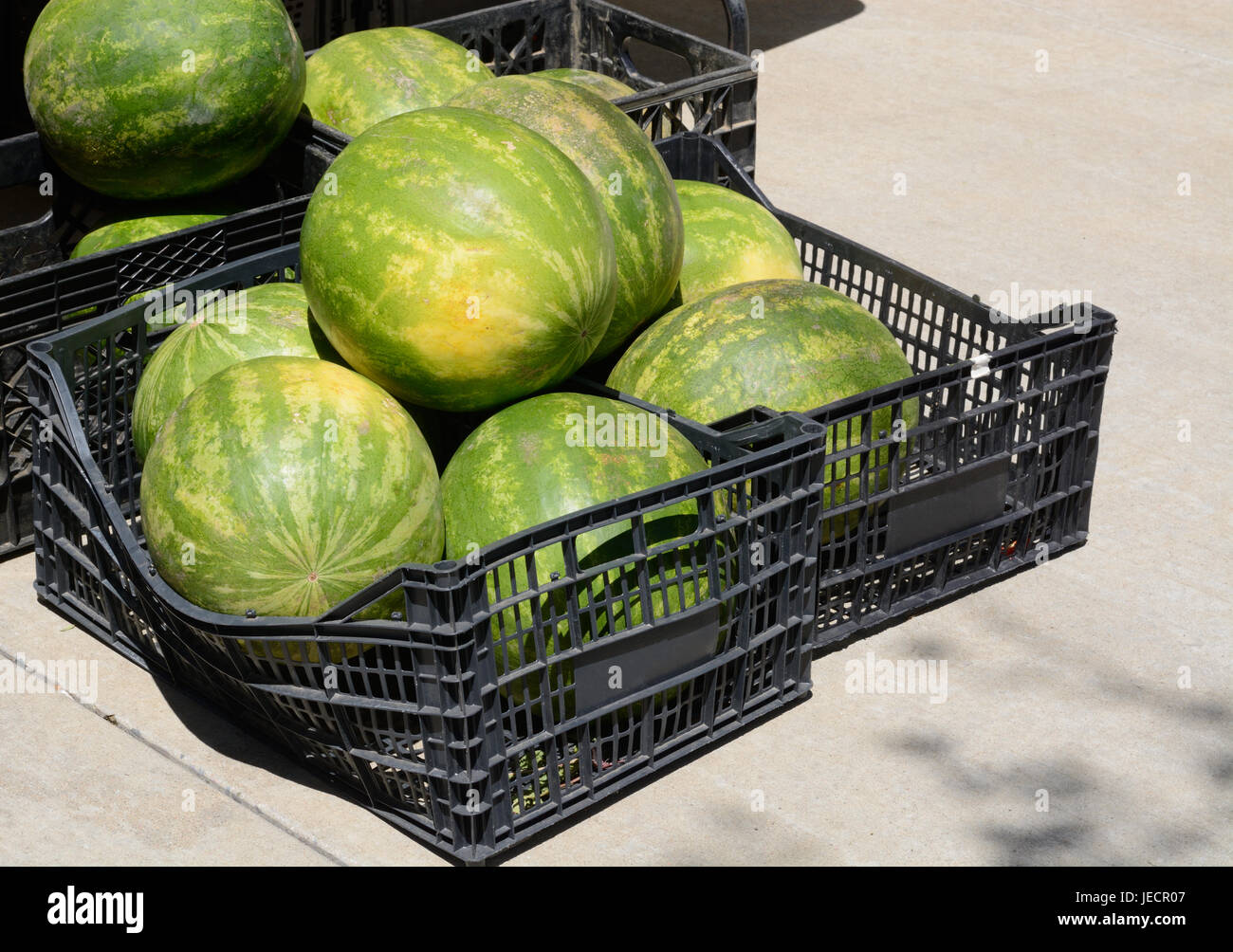 Crates of whole seedless watermelon at farmers market Stock Photo Alamy