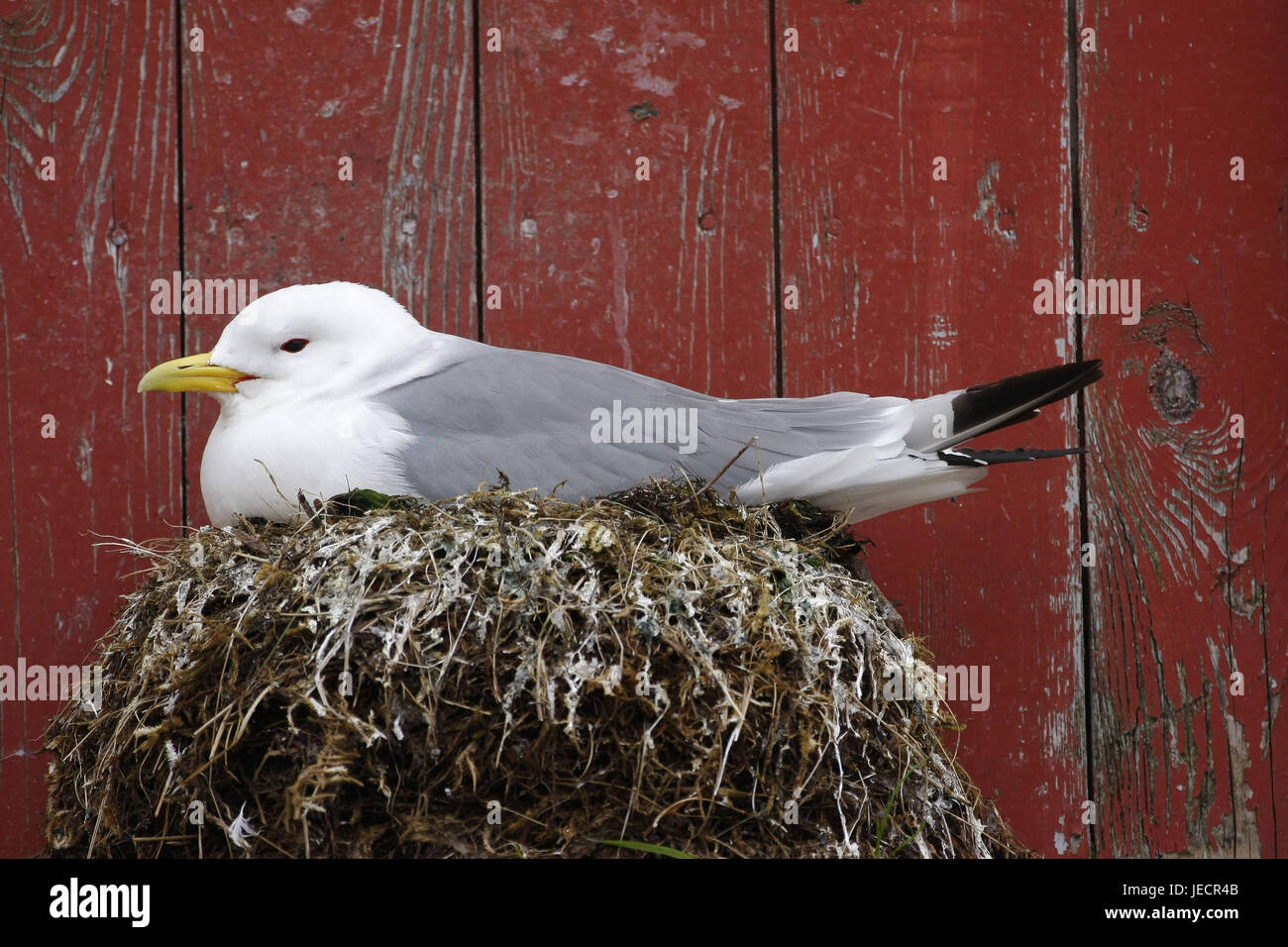 Nesting gull in a traditional wooden house in A on the Lofoten island Moskenesoy, Stock Photo