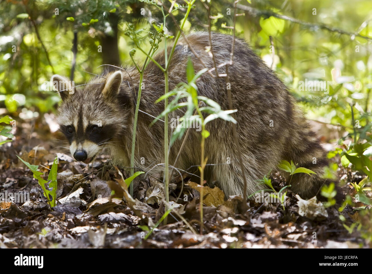 Canada, Ontario, Killarney Provincial park, racoon, Procyon lotor, Stock Photo