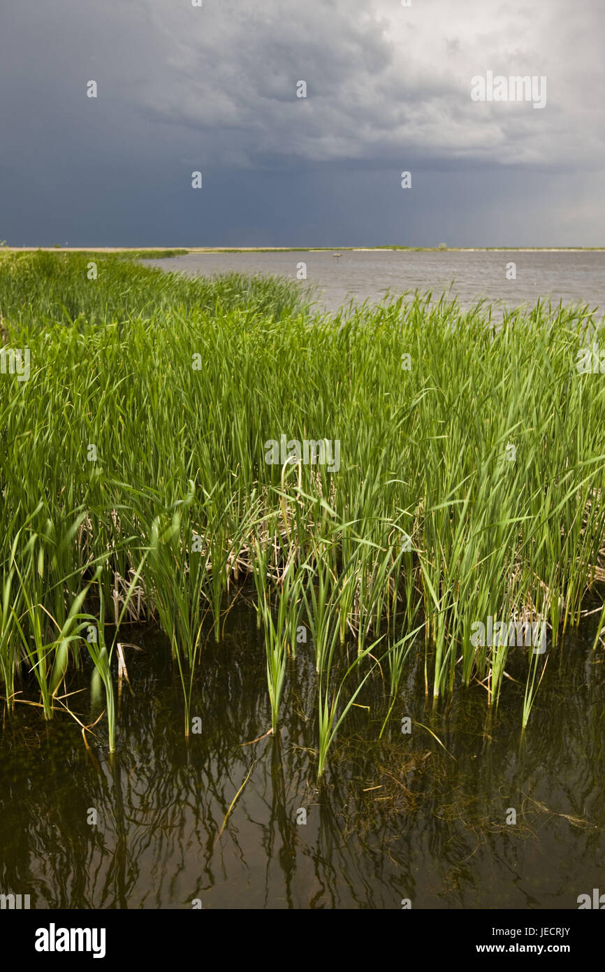 Canada, Manitoba, Oak Hammock Marsh Interpretive Centre, lake, grass, view, beautyful clouds, Stock Photo