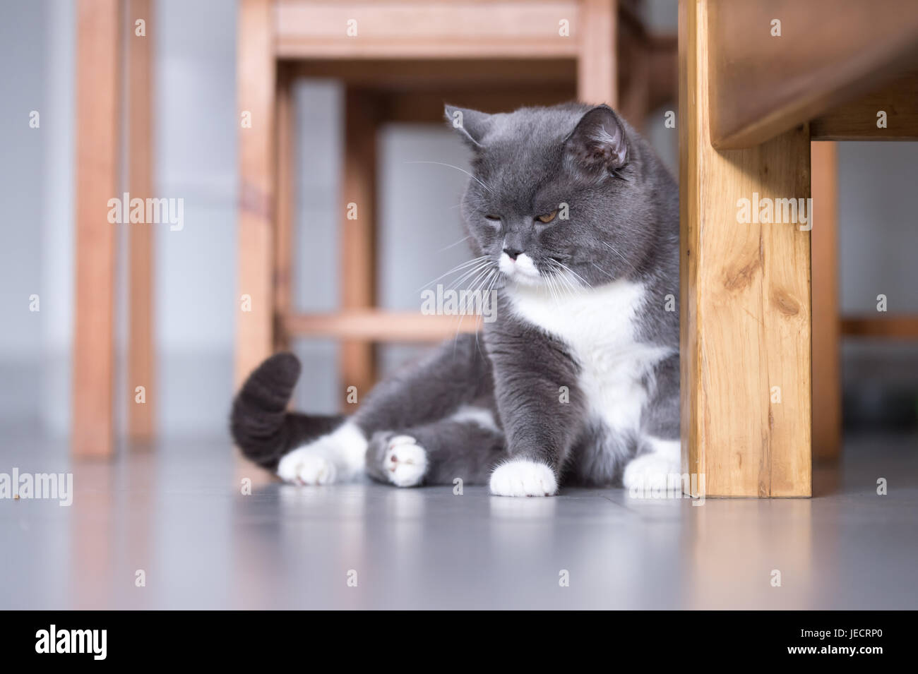 Gray British shorthair cats, indoors Stock Photo Alamy