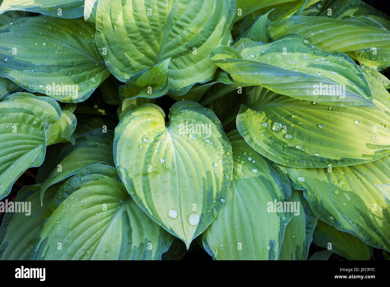 Glockenfunkie, Hostia ventricosa, leaves, drops of water, plants, flowers, cultivated plant, ornamental plant, Funkie, drop, dewdrop, freshness, nature, wet, green, medium close-up, Stock Photo