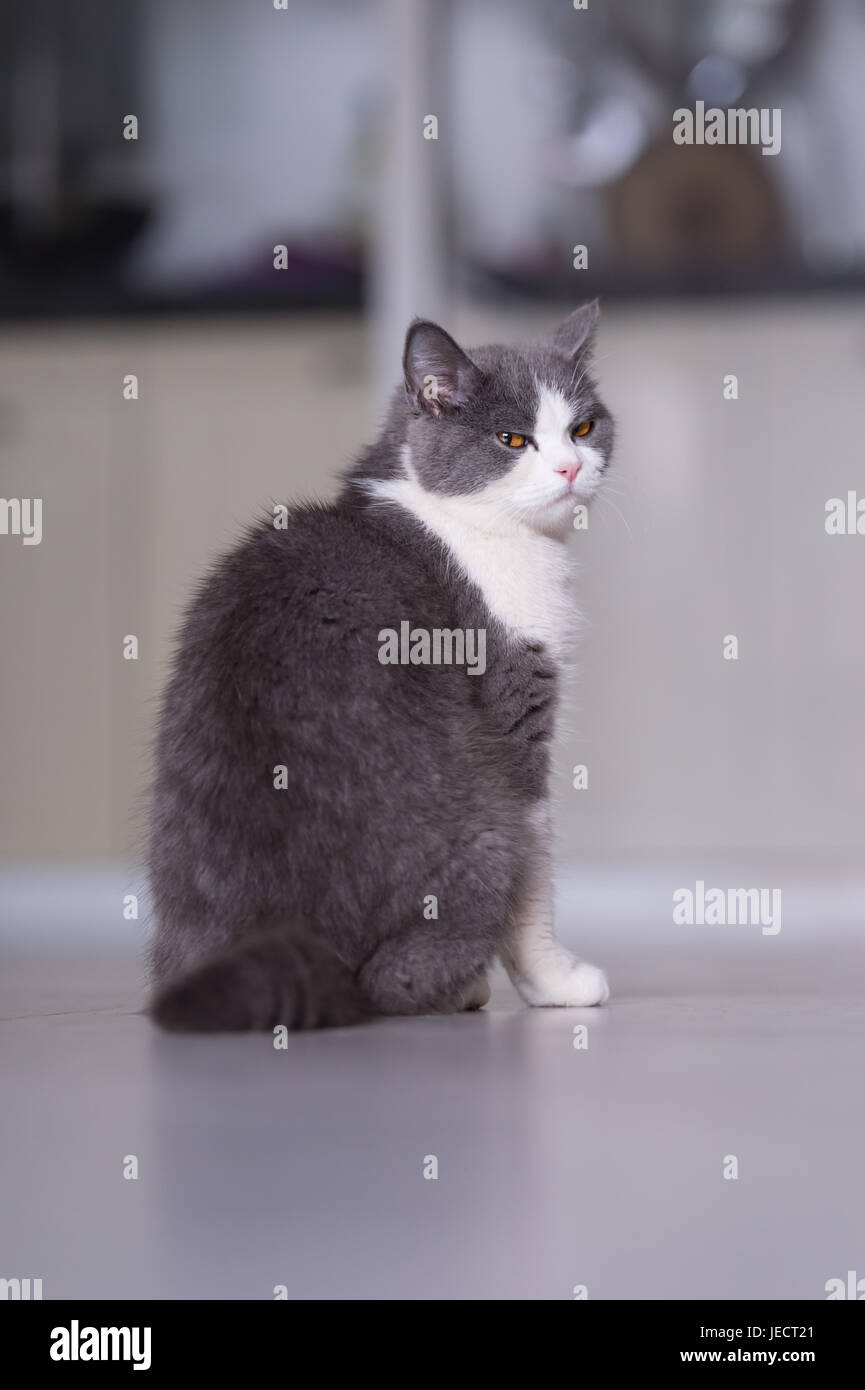 Gray British shorthair cats, indoors Stock Photo Alamy