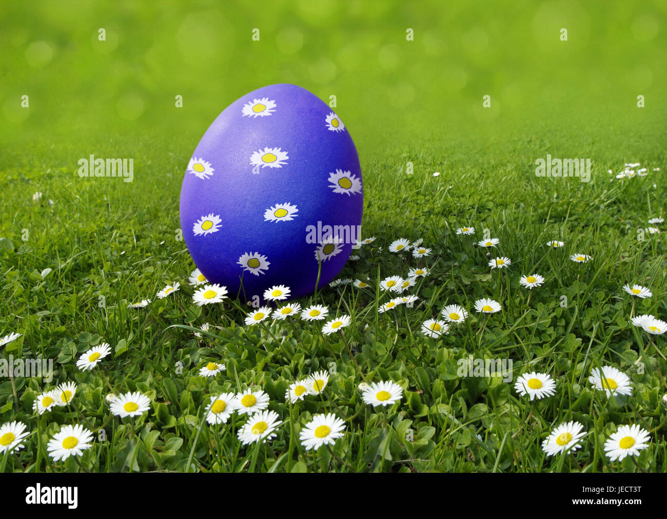 Easter, meadow, daisy, Easter egg, blue, paints, blossoms, egg search, [M], grass, flower meadow, spring meadow, flowers, little flowers, culture, feast, Easter feast, Easter time, Easter traditions, tradition, österlich, egg, Hühnerei, one, individually, tintedly, brightly, sample, flowers, little flowers, Blümchenmuster, sweetly, Easter motif, season, icon, spring, Easter Sunday, childhood, Easter egg hunt, Easter hiding place, Stock Photo