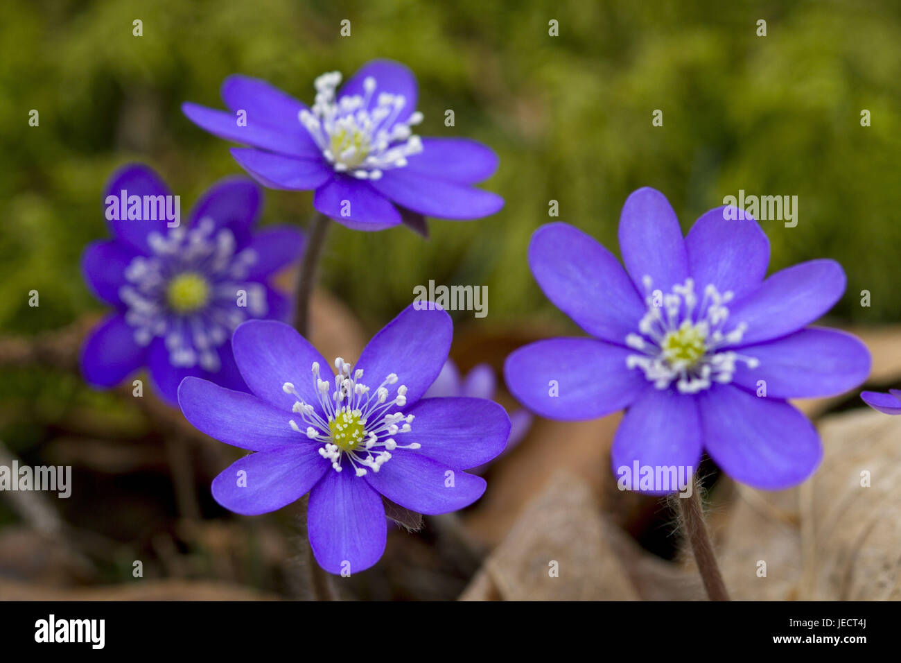 Blossoming liverworts in the spring, anemone hepatica, Stock Photo