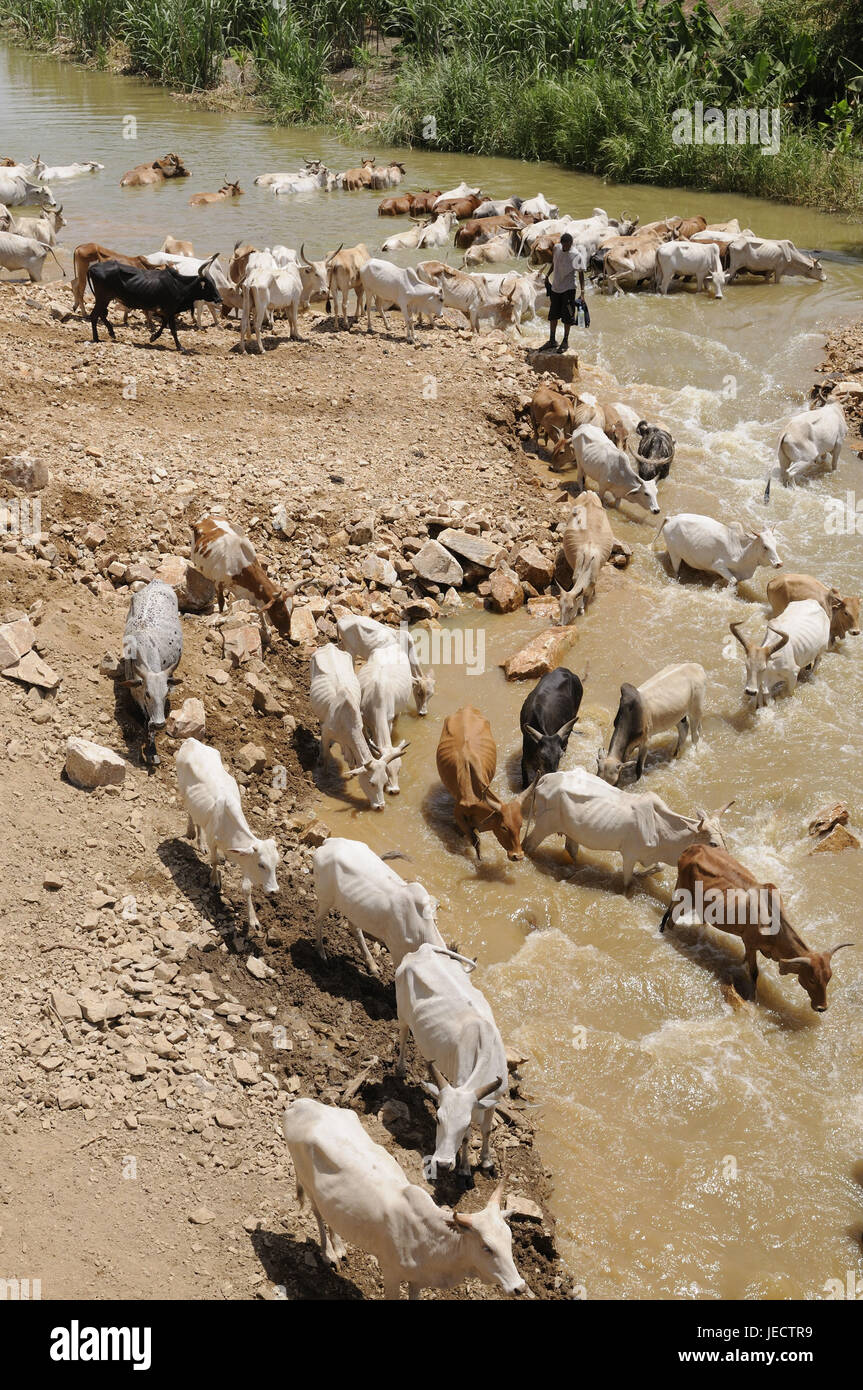 Herd of cattle, river, water drinks, Omotal, Ethiopia, Stock Photo