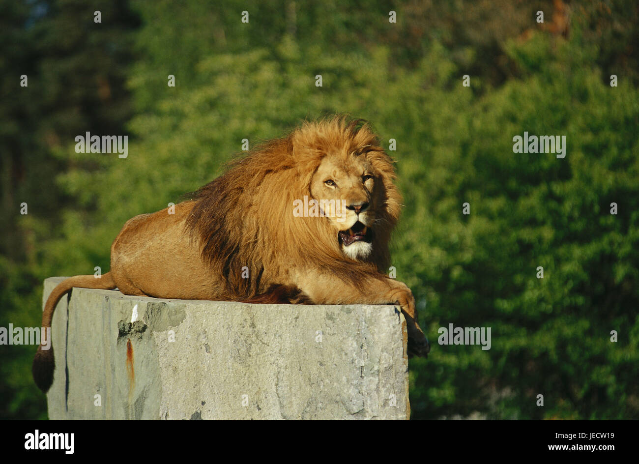 Germany, North Rhine-Westphalia park, Hollywood park and safari park Stukenbrock, lion, Teutoburger wood, place of interest, amusement park, Hollywood park, safari country, animal outdoor enclosure, outdoor enclosure, animals, predators, mane lion, manly, little men, big cats, great cats, lie, stone block, leisure time, entertainment, outside, Stock Photo