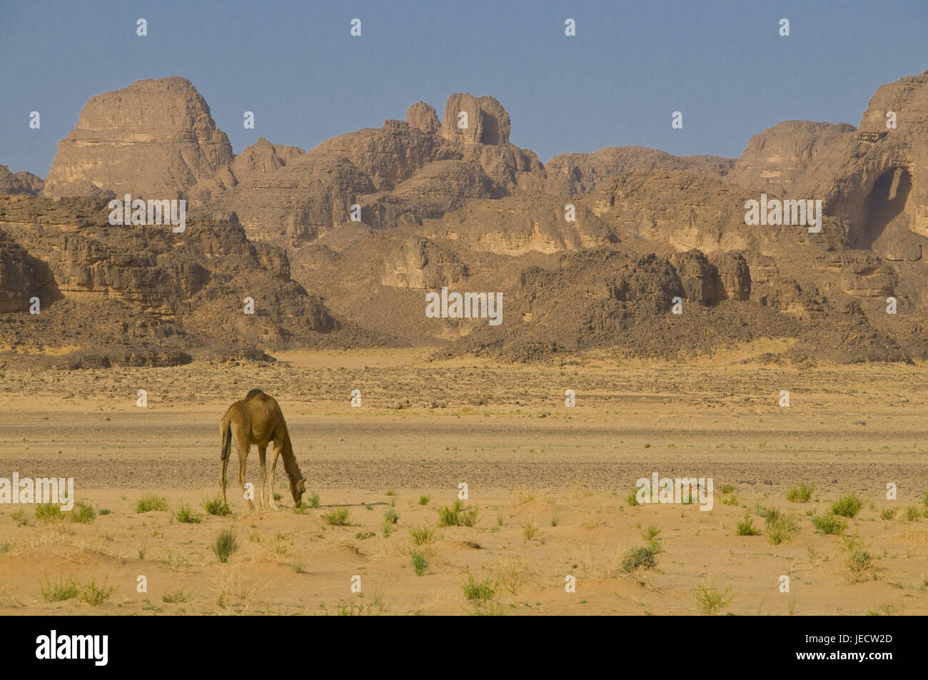 Camel in the desert of Tasset, Algeria, Africa, Stock Photo