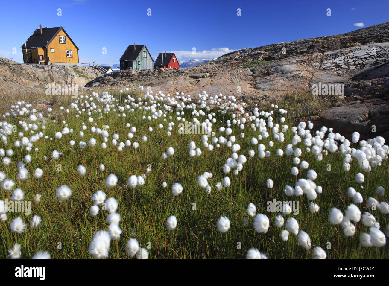 Greenland, Uummannaq, houses, rocks, meadow, cotton grass, Eriophorum spec., Northern Greenland, the Arctic, summer, vegetation, botany, grass, plants, reeds grass, flower sleeves, nature, shore, coast, scenery, outside, deserted, timber houses, residential houses, architecture, Stock Photo