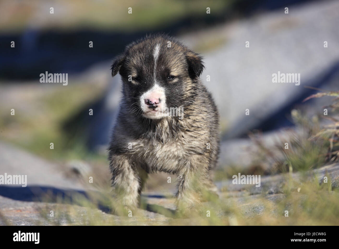 sled dog, puppy, run, Northern Greenland, animal, mammal, husky, dog, young animal, animal child, nicely, small, sweetly, fleecily, blur, Greenland, Uummannaq, Stock Photo
