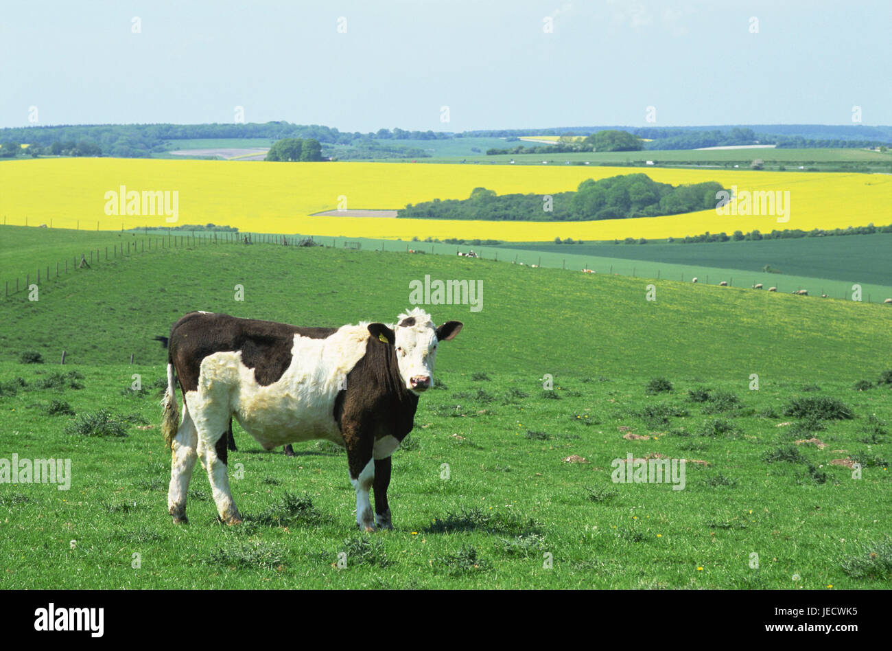 Great Britain, England, Wiltshire, field scenery, cow, Europe, scenery, fields, meadows, pastures, view, width, distance, agriculture, cattle breeding, keeping of pets, animal, mammal, benefit animal, cortexes, outside, open land position, rurally, green, yellow, Stock Photo