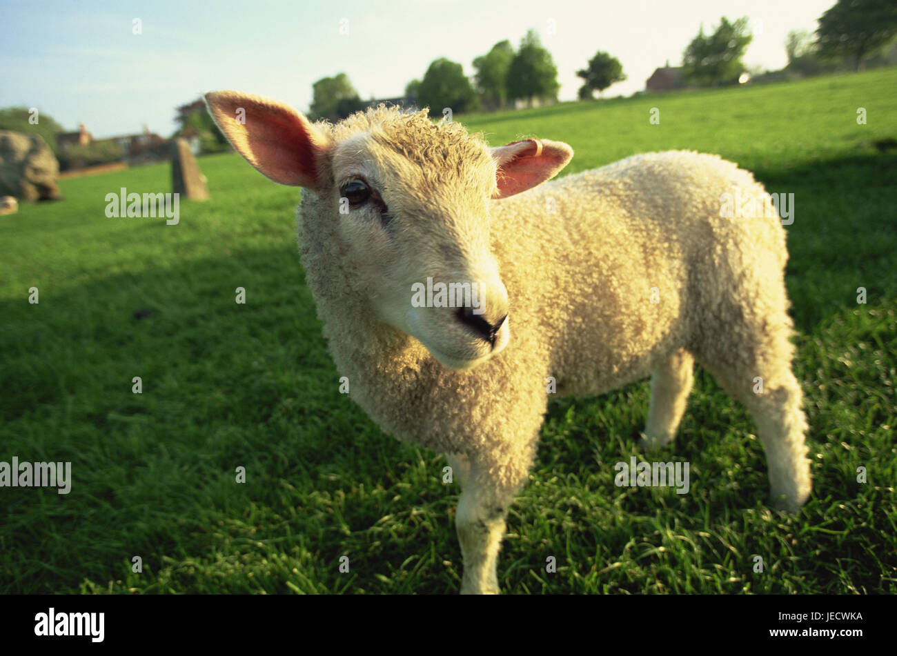 Meadow, sheep, lamb, Cotswolds, agriculture, cattle economy, animal, mammal, benefit animal, cattle breeding, stockbreeding, open land position, Schafrasse, Ovis, young animal, animal child, curiously, Stock Photo