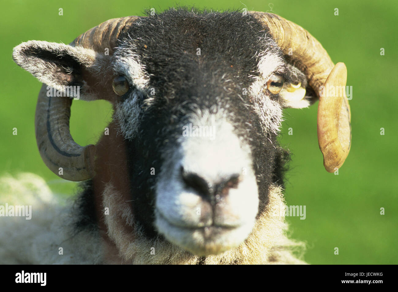 Swaledale sheep, portrait, Yorkshire, agriculture, cattle economy, animal, mammal, benefit animal, cattle breeding, stockbreeding, open land position, Schafrasse, Ovis, horns, animal portrait, Stock Photo