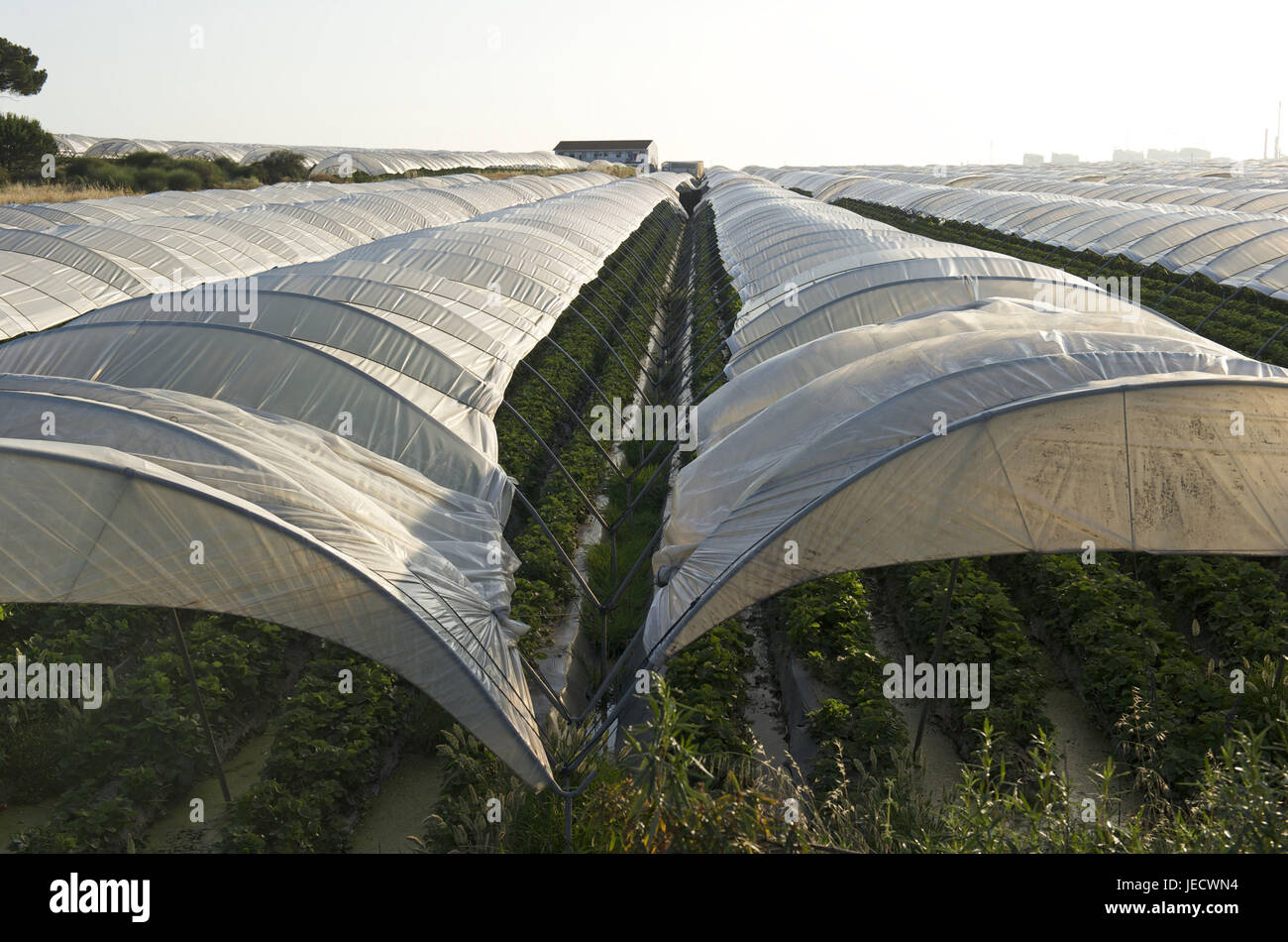 Spain, Andalusia, region of Huelva, greenhouses, Stock Photo