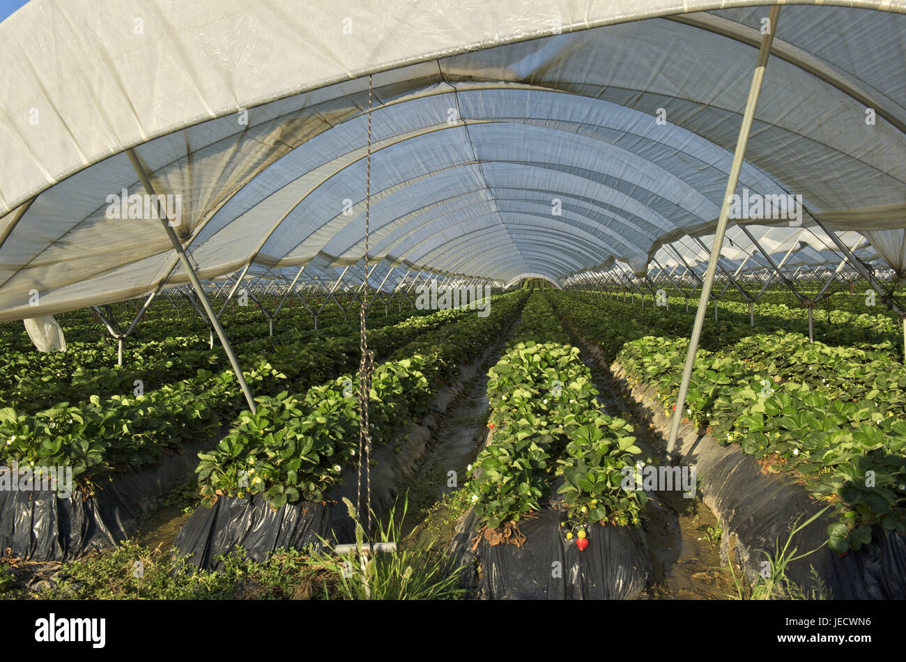 Spain, Andalusia, region of Huelva, strawberry plants in a greenhouse