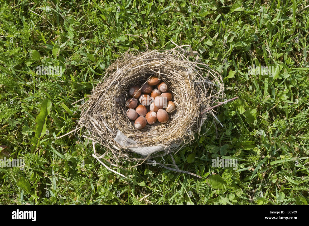 Vogels Nest High Stock Photography and Images - Alamy