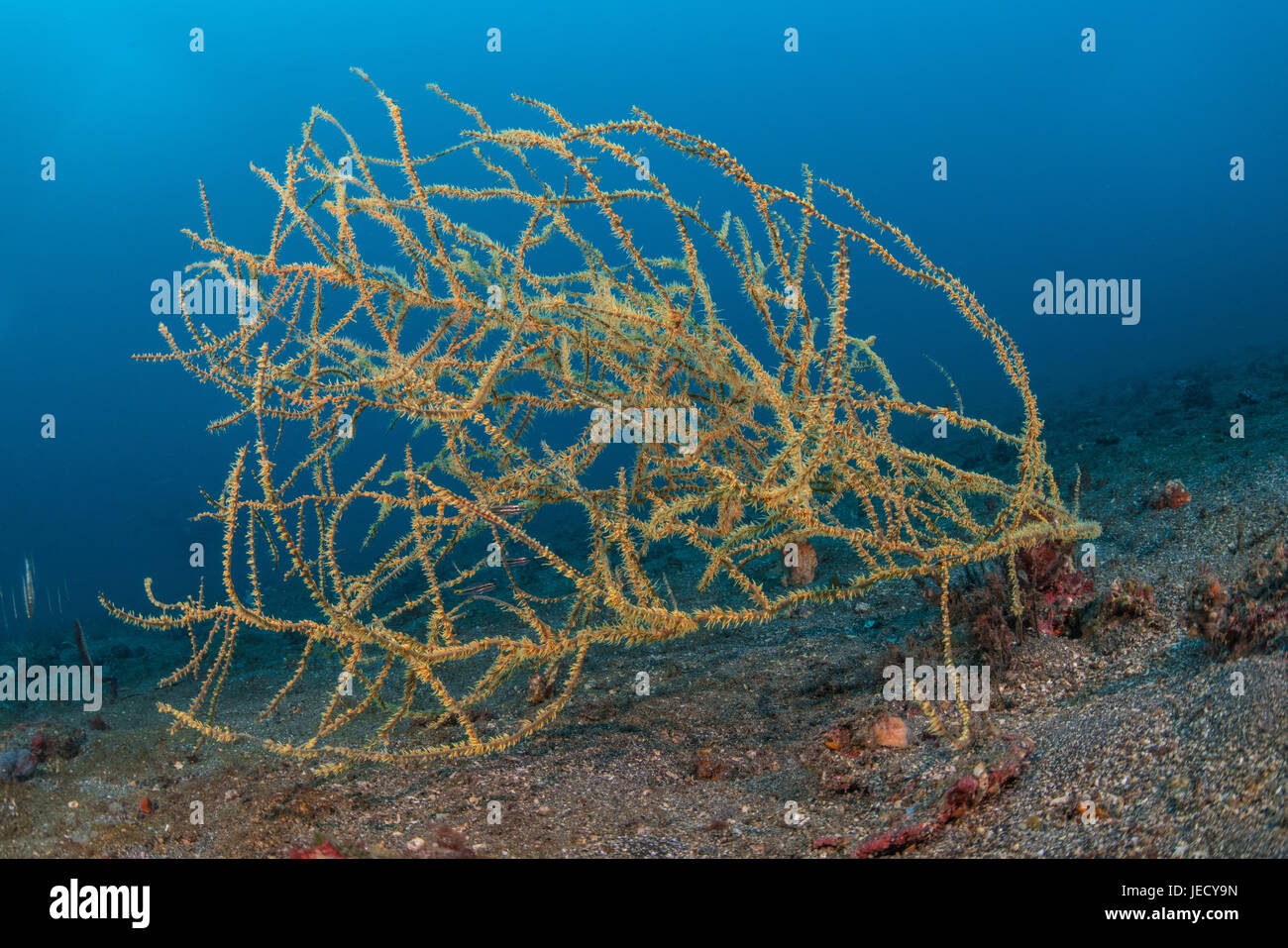 Tozeuma or sawblade shrimp (Tozeuma armatum) sitting on a Black coral bush in Lembeh Strait / Indonesia Stock Photo